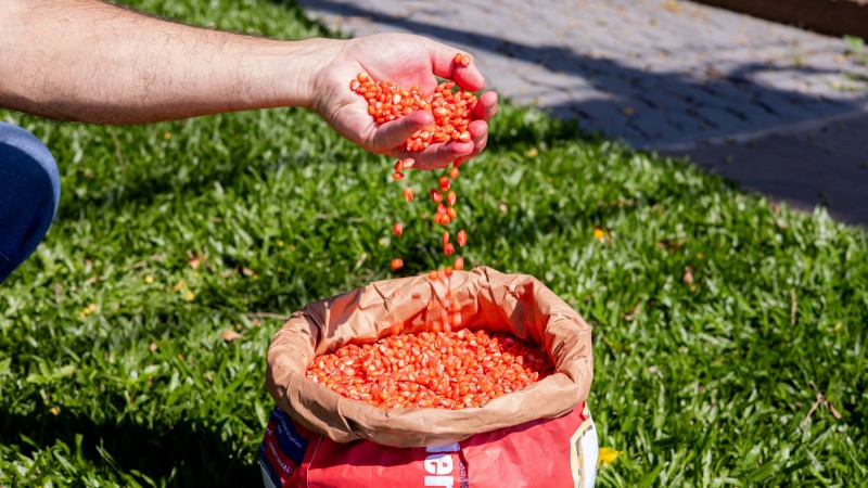 Programa Troca Troca de Sementes de Milho e Sorgo