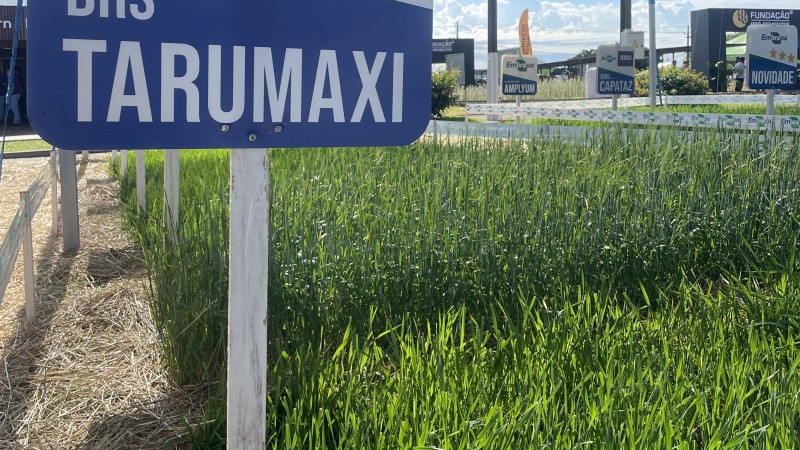 Produtores podem saber mais informa&ccedil;&otilde;es do Programa Forrageiras durante a Expodireto